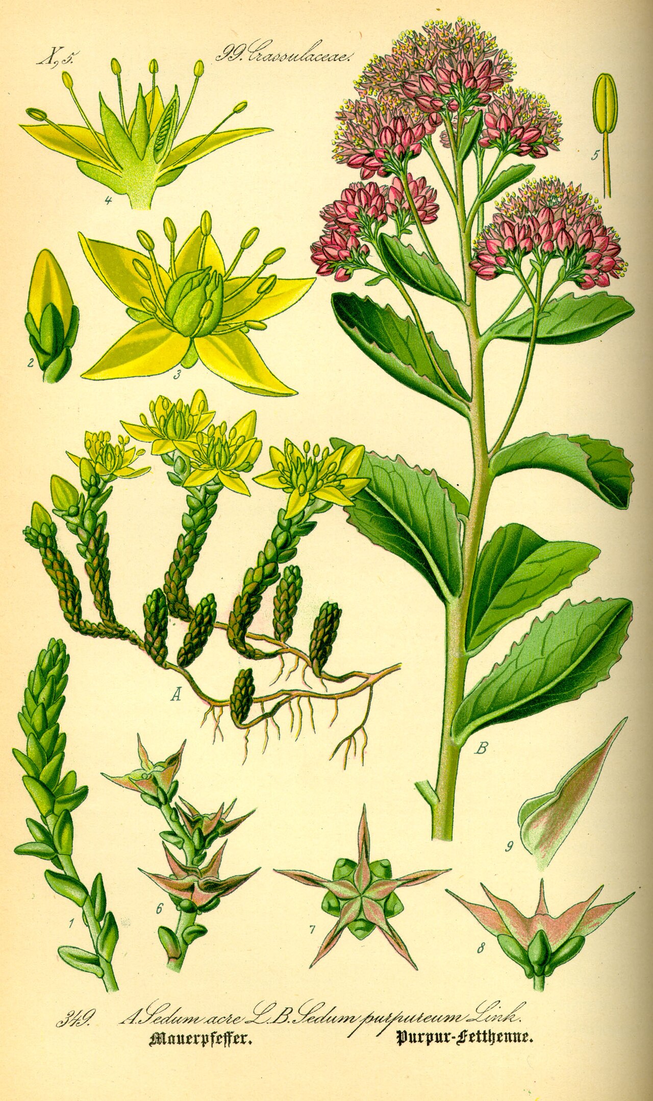 Orpin (Sedum) — photo botanique