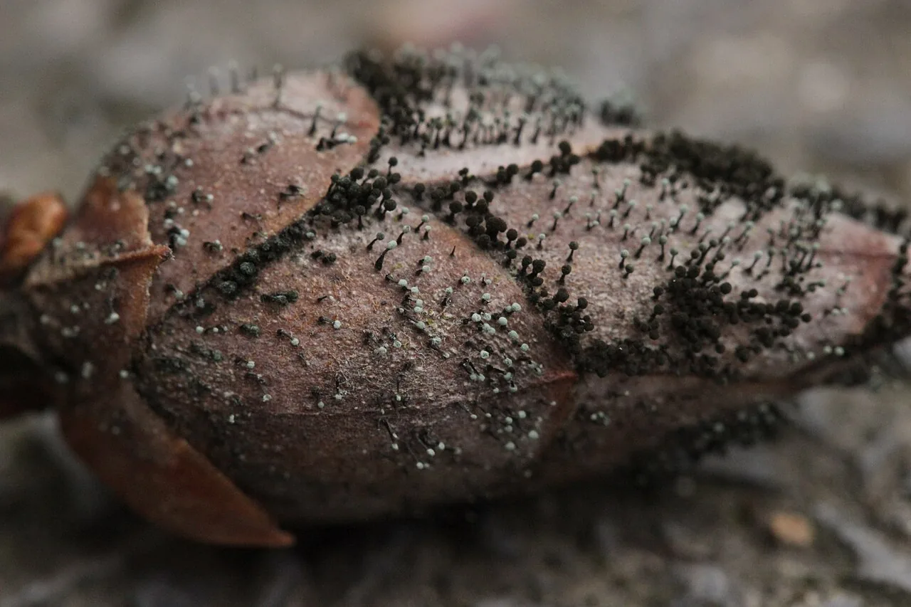 Seifertia azaleae (Seifertia azaleae) — photo mycologique