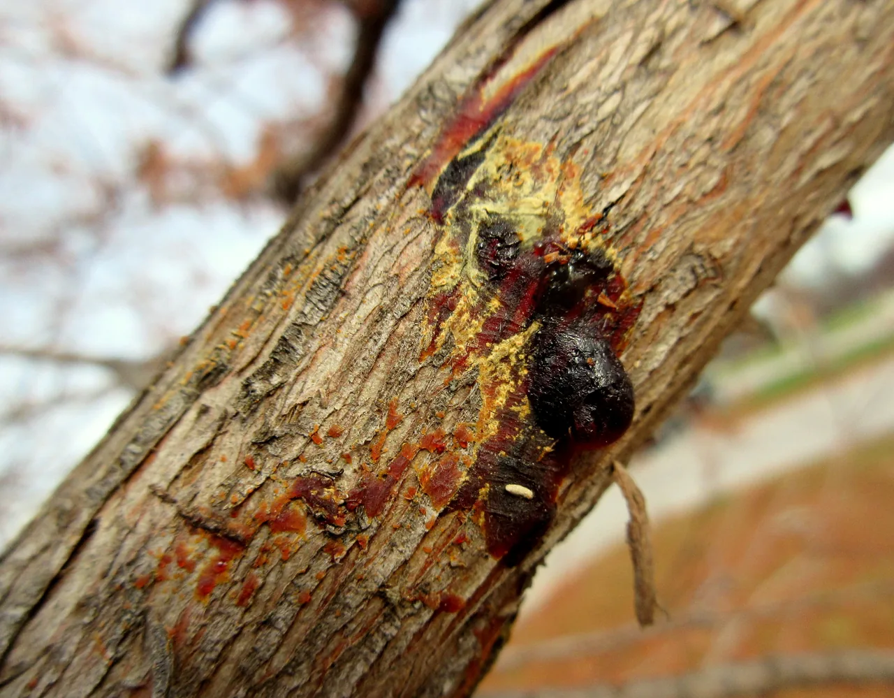 Seiridium cupressi (Seiridium cupressi) — photo mycologique