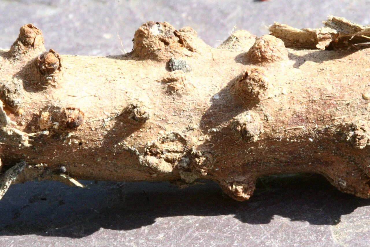 Seiridium mali (Seiridium mali) — photo mycologique