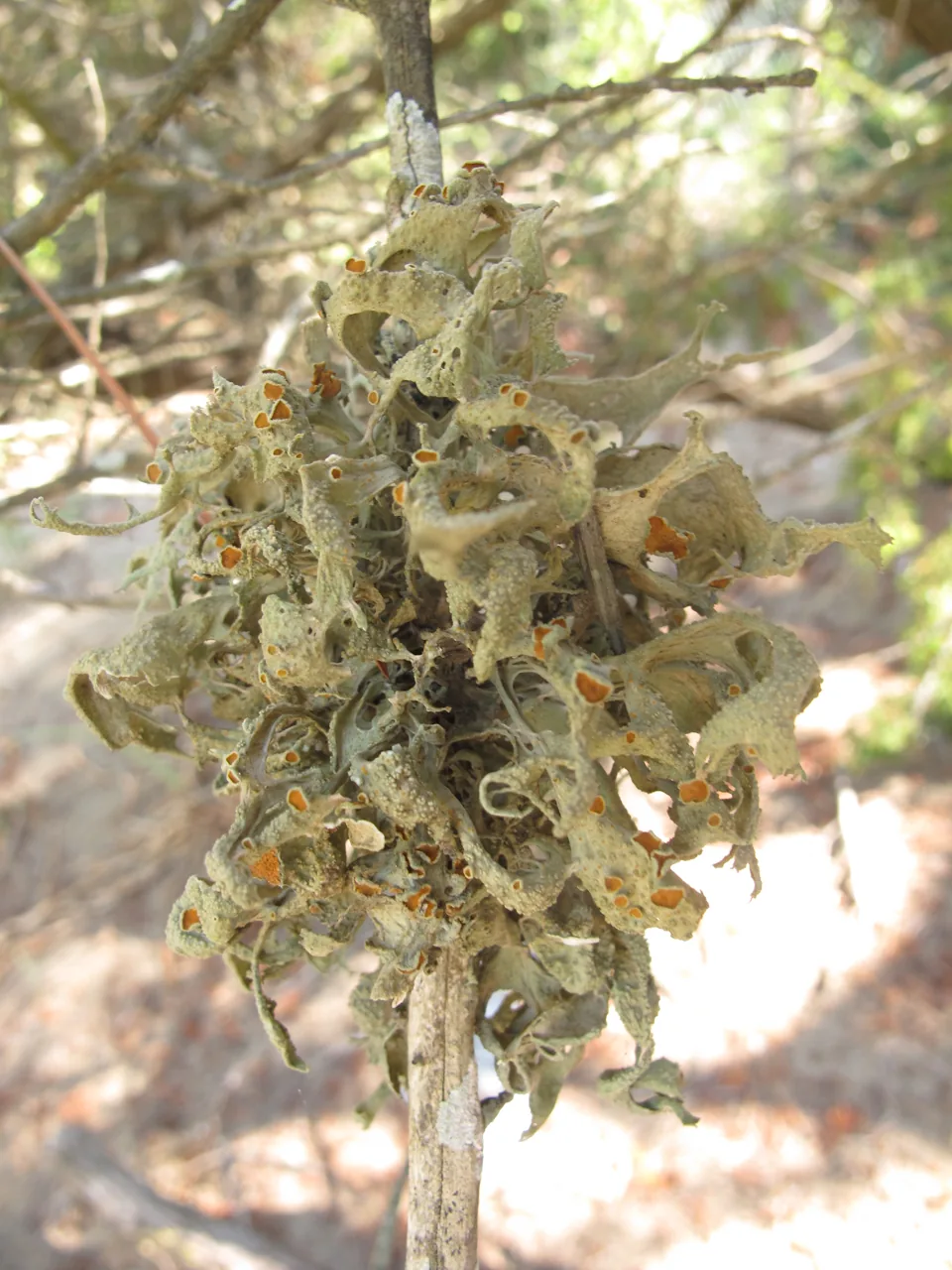 Seirophora austroarabica (Seirophora austroarabica) — photo mycologique