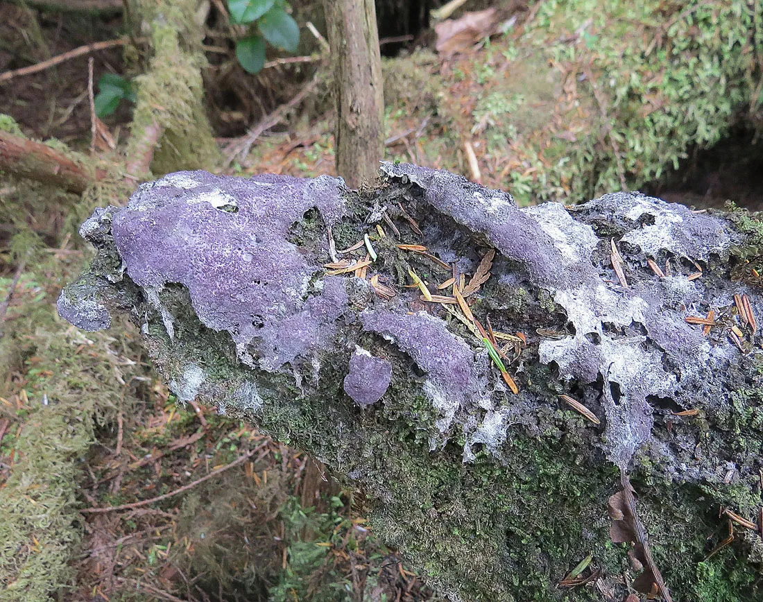 Selinia intermedia (Selinia intermedia) — photo mycologique