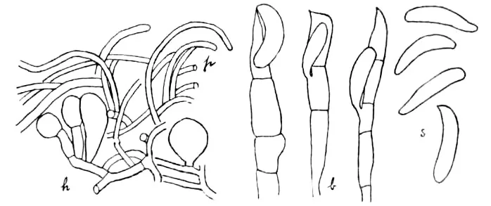Septobasidium filiforme (Septobasidium filiforme) — photo mycologique