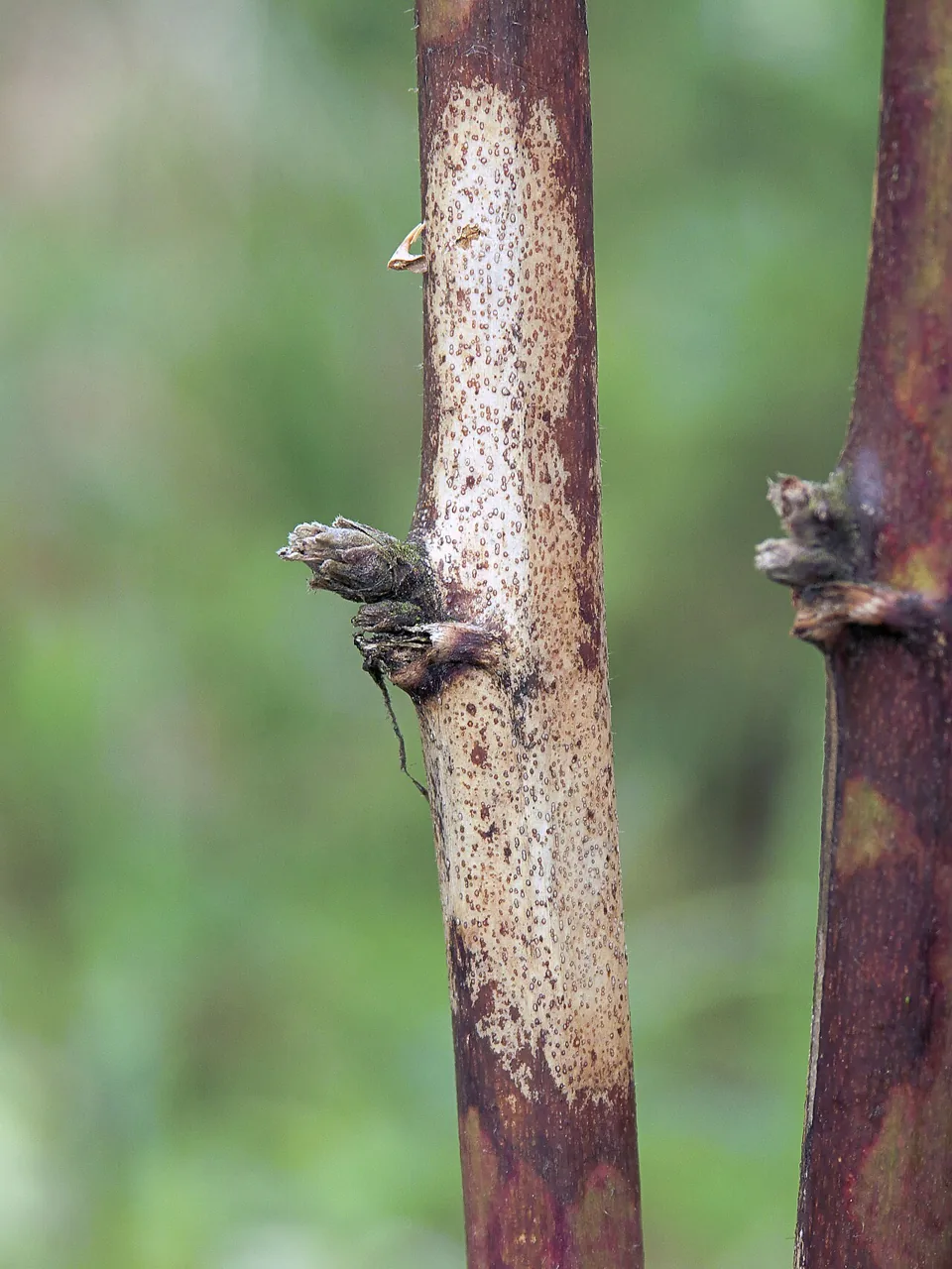 Septocyta visci-britannica (Septocyta visci-britannica) — photo mycologique