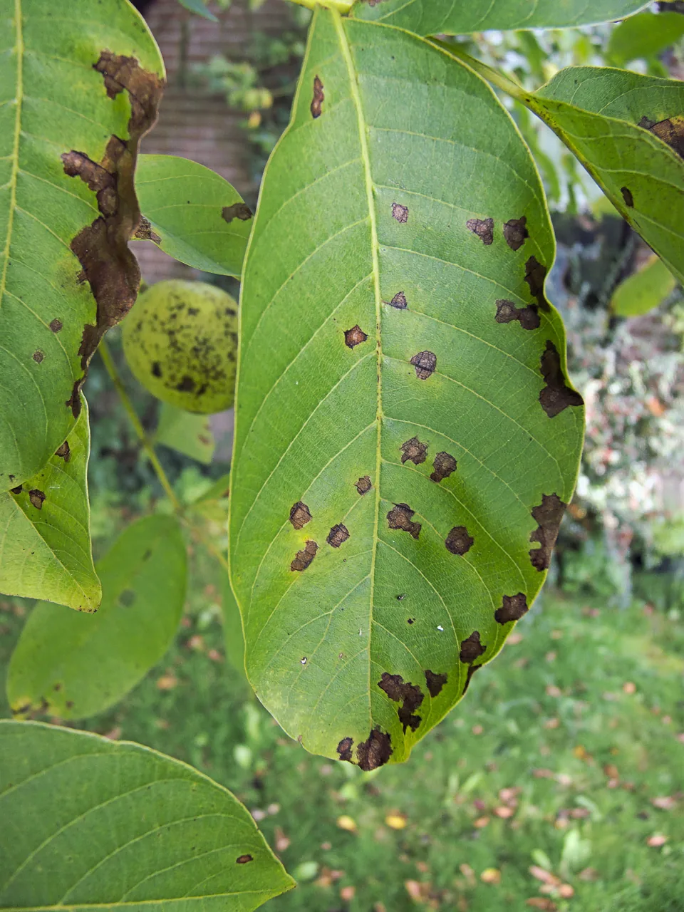 Septomyxa exulata (Septomyxa exulata) — photo mycologique
