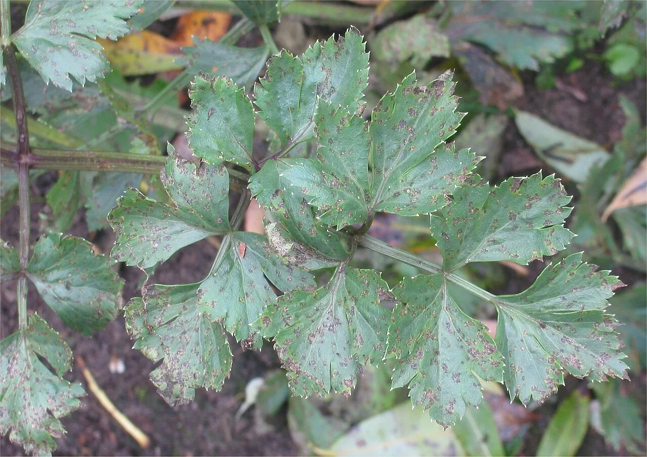 Septoria apiicola (Septoria apiicola) — photo mycologique