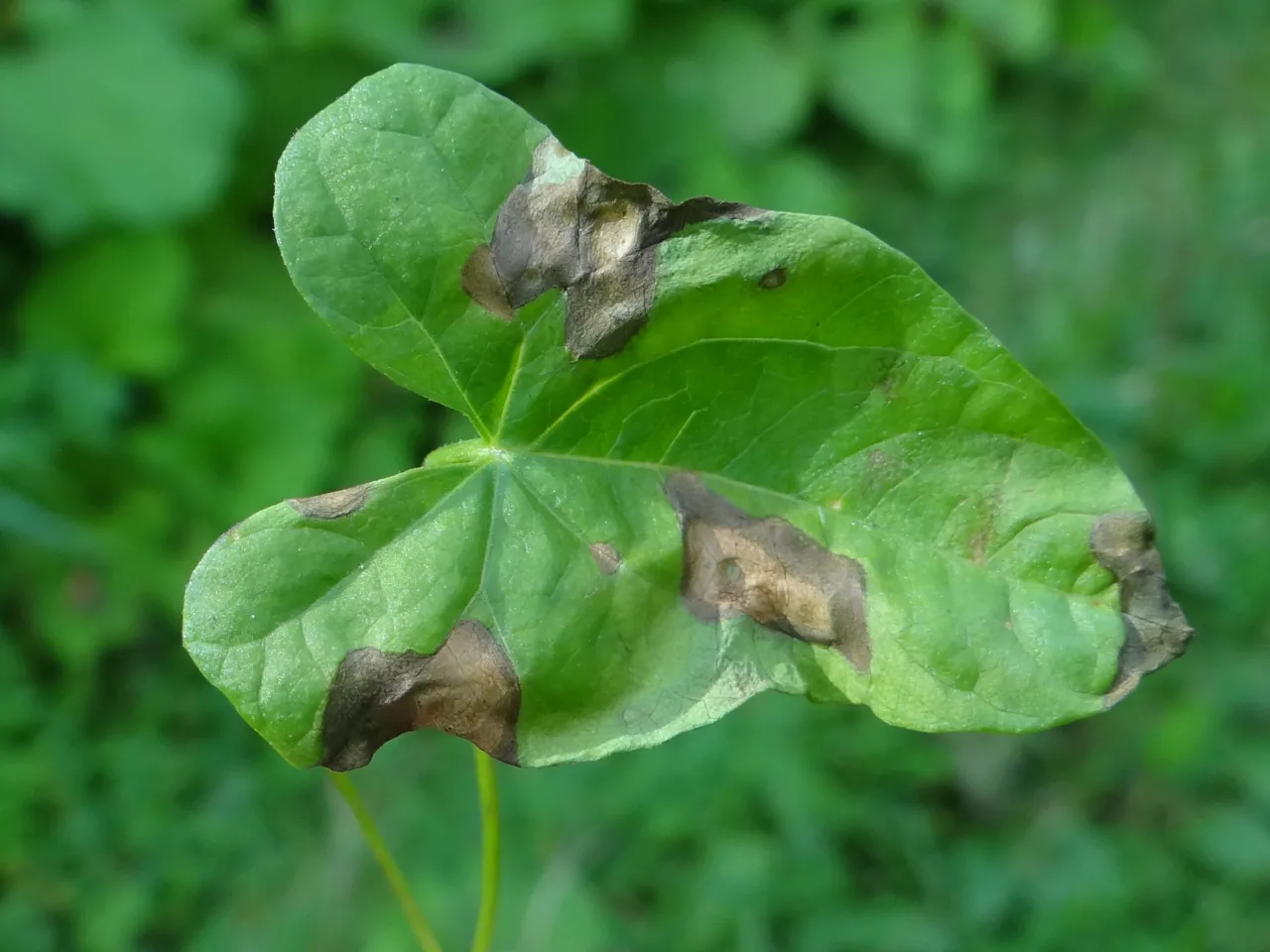 Septoria convolvuli (Septoria convolvuli) — photo mycologique