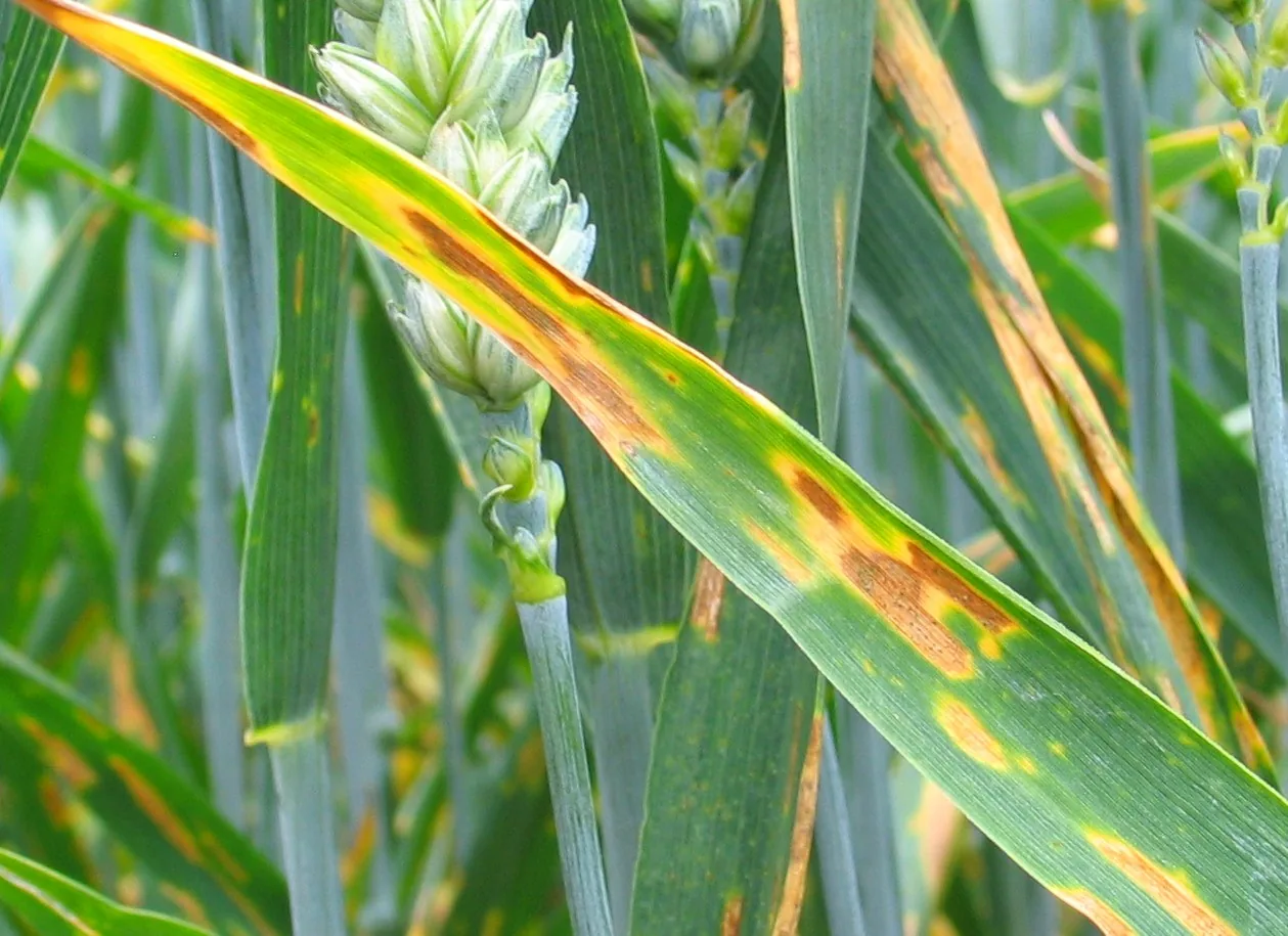 Septoria passiflorae (Septoria passiflorae) — photo mycologique