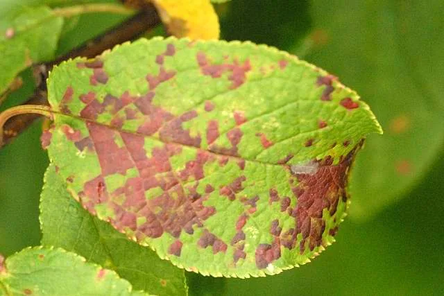 Septoria prunellae (Septoria prunellae) — photo mycologique