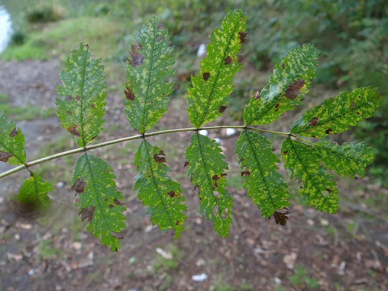 Septoria sorbi (Septoria sorbi) — photo mycologique