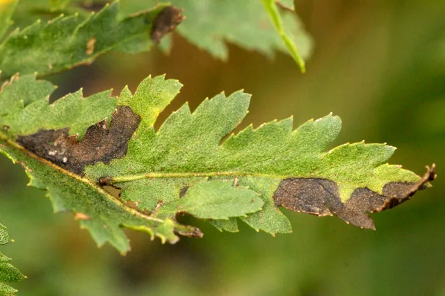 Septoria tanaceti (Septoria tanaceti) — photo mycologique