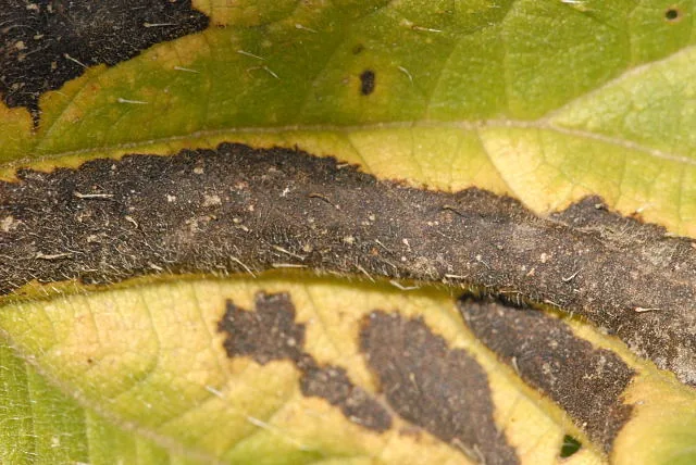 Septoria urticae (Septoria urticae) — photo mycologique