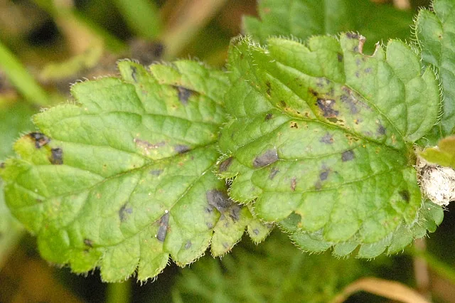 Septoria veronicae (Septoria veronicae) — photo mycologique