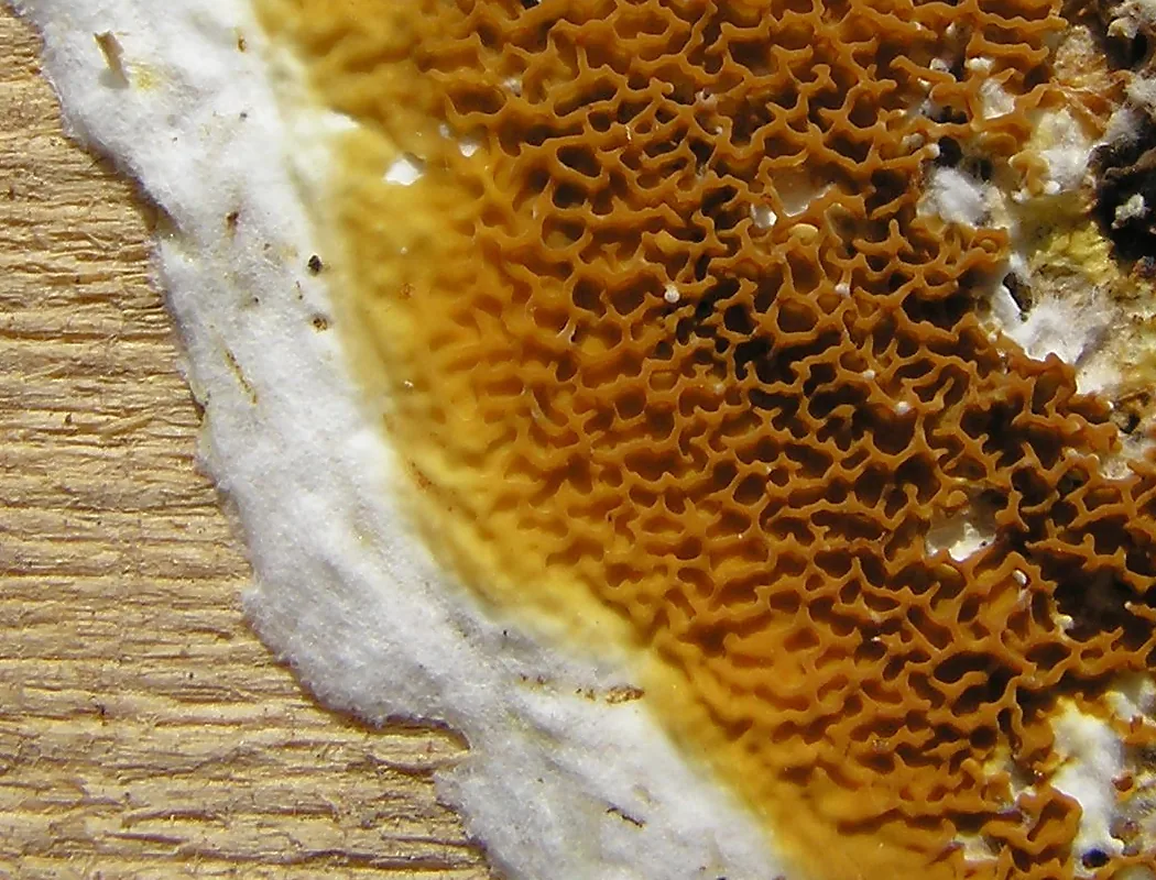 Serpula fuscescens (Serpula fuscescens) — photo mycologique