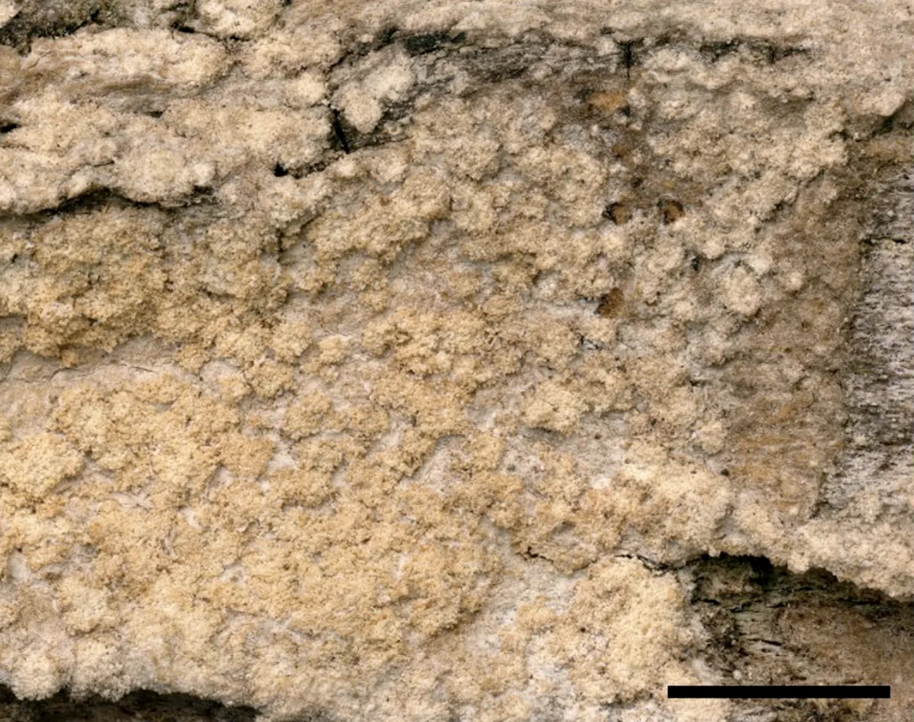 Serusiauxia inexpectata (Serusiauxia inexpectata) — photo mycologique