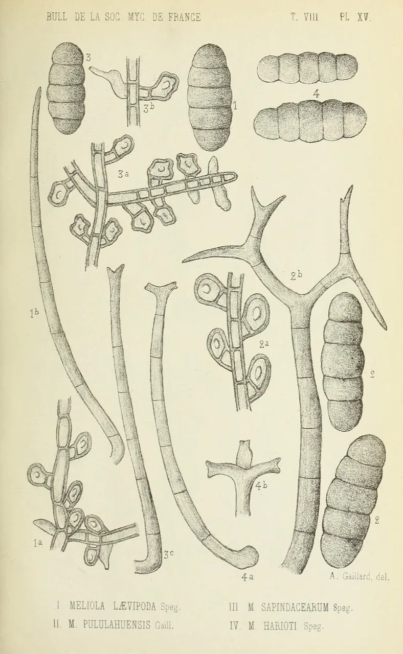 Setameliola argentina (Setameliola argentina) — photo mycologique