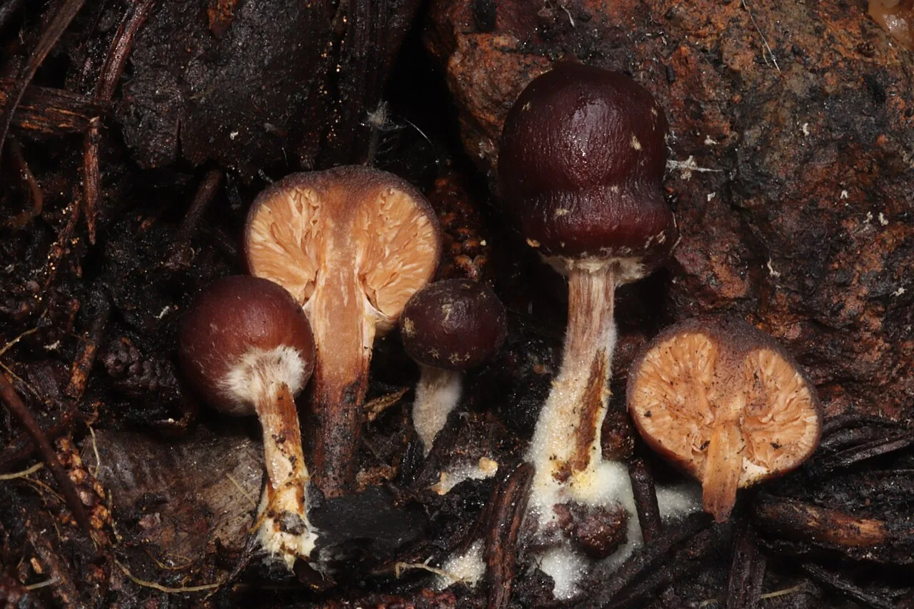 Setchelliogaster tenuipes (Setchelliogaster tenuipes) — photo mycologique
