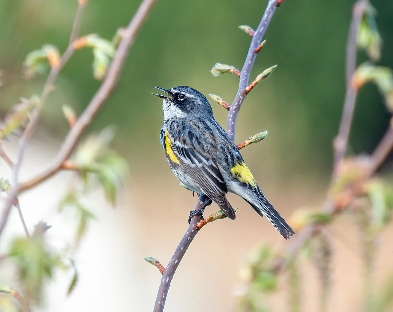 Paruline à croupion jaune (Setophaga coronata) — photo vertébré