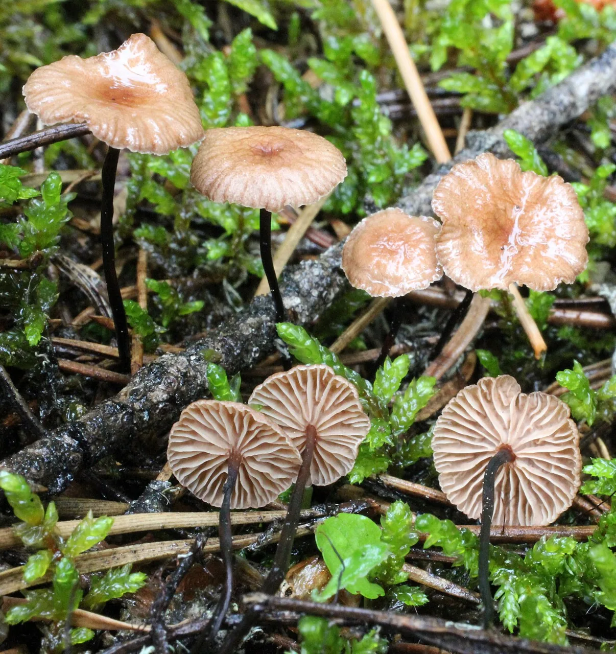 Setulipes kisangensis (Setulipes kisangensis) — photo mycologique