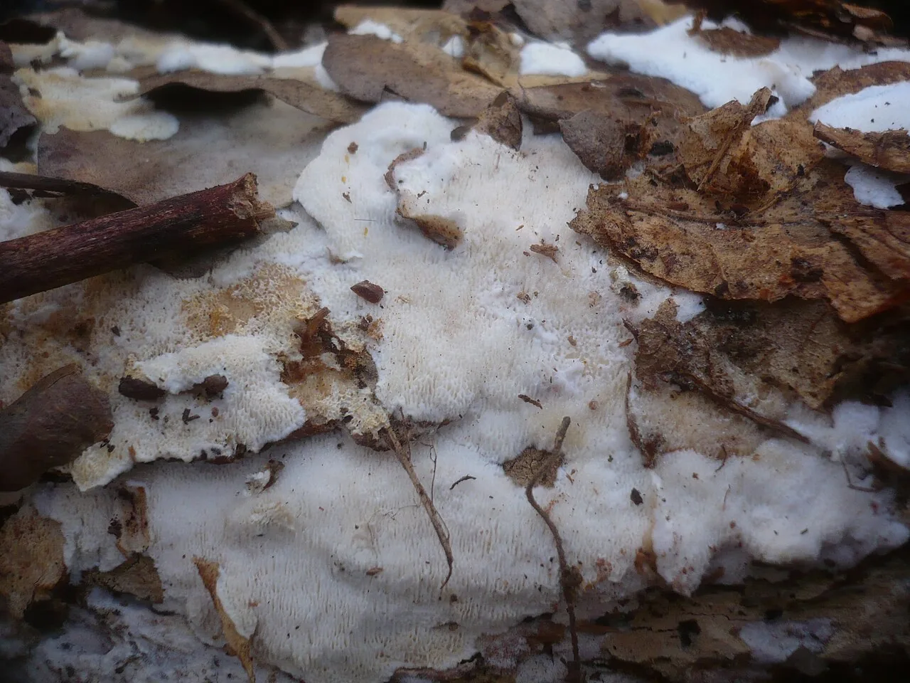 Sidera lenis (Sidera lenis) — photo mycologique