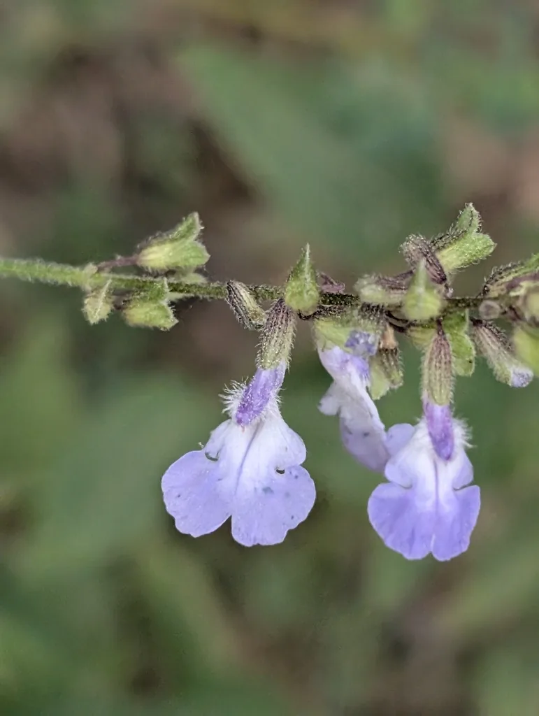 Sigmoidea aurantiaca (Sigmoidea aurantiaca) — photo mycologique
