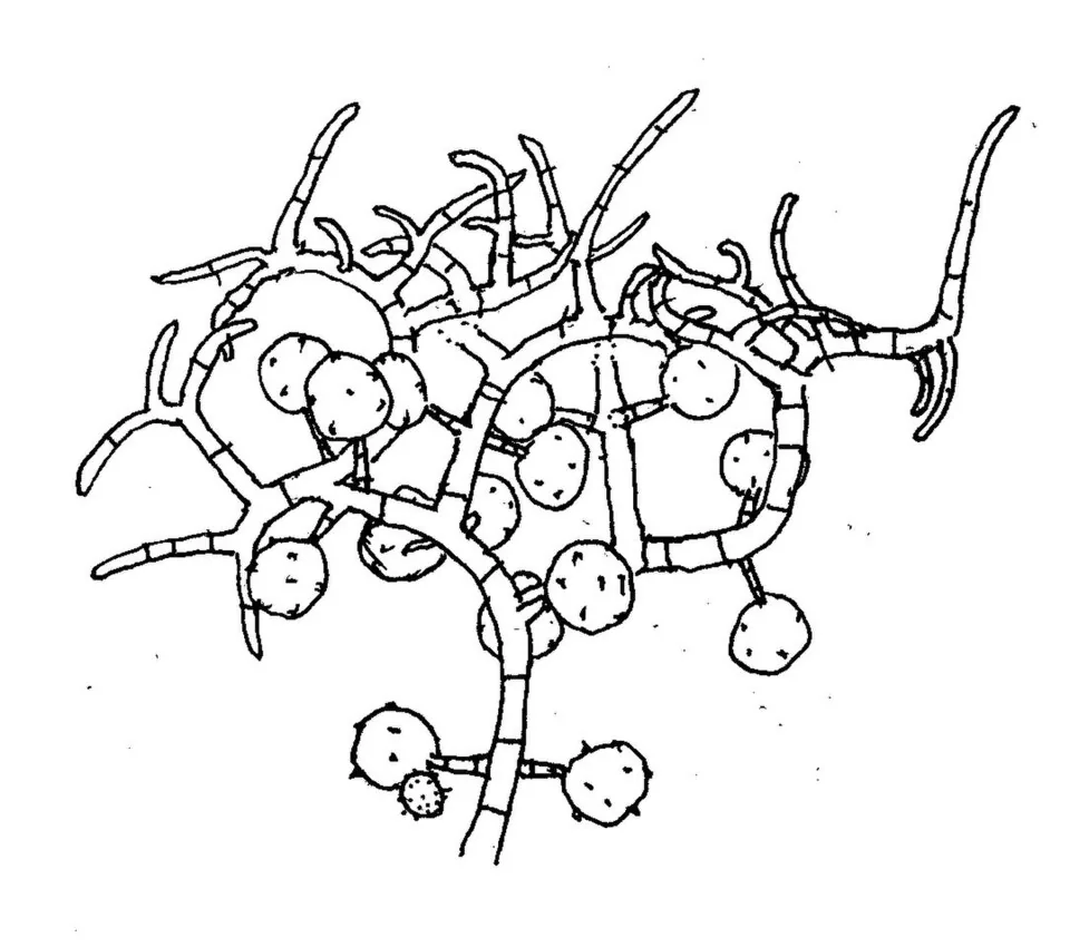 Sigmoideomyces dispiroides (Sigmoideomyces dispiroides) — photo mycologique