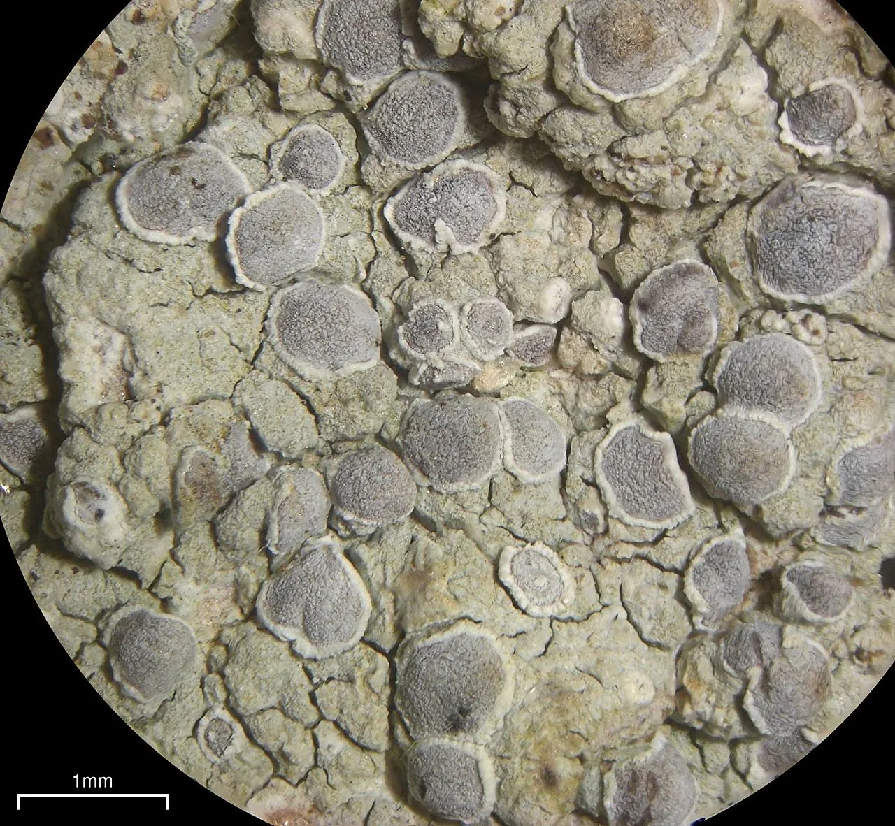 Sigridea albella (Sigridea albella) — photo mycologique