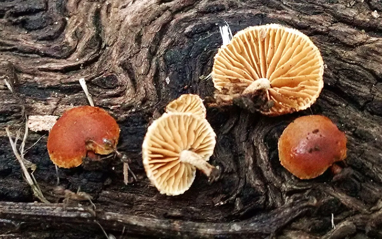 Simocybe haustellaris (Simocybe haustellaris) — photo mycologique