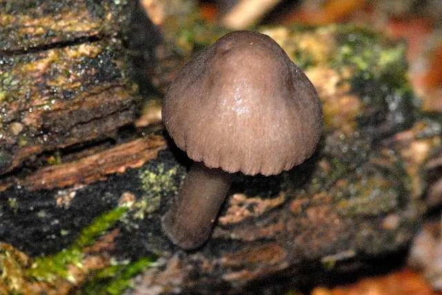 Simocybe polytropa (Simocybe polytropa) — photo mycologique