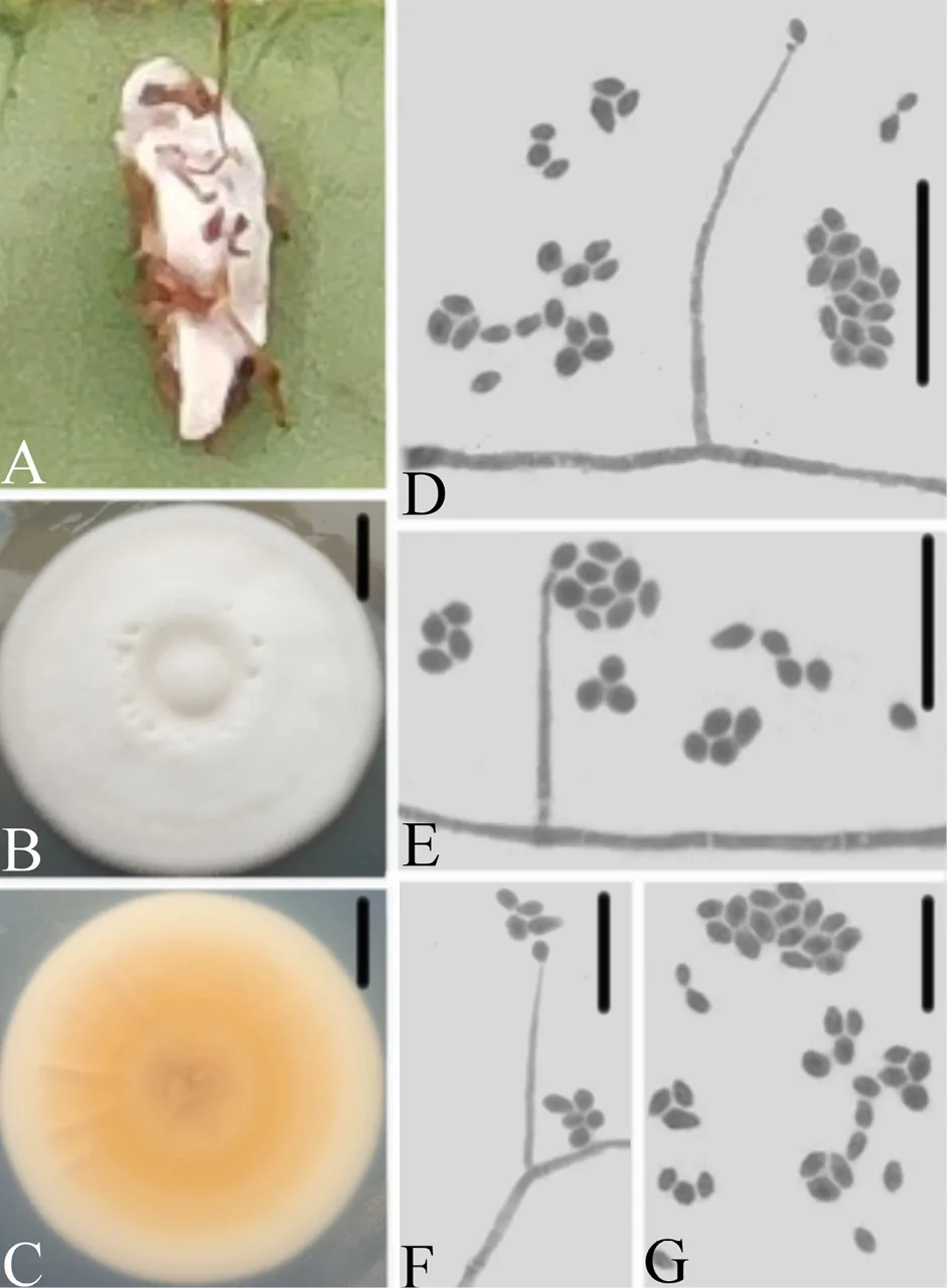 Simplicillium lanosoniveum (Simplicillium lanosoniveum) — photo mycologique