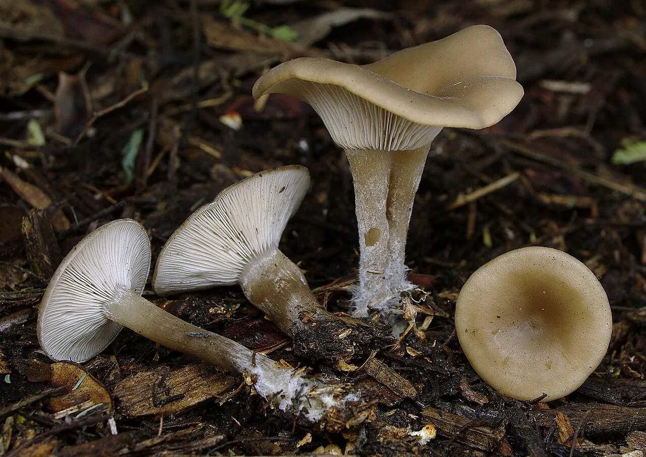 Singerocybe humilis (Singerocybe humilis) — photo mycologique