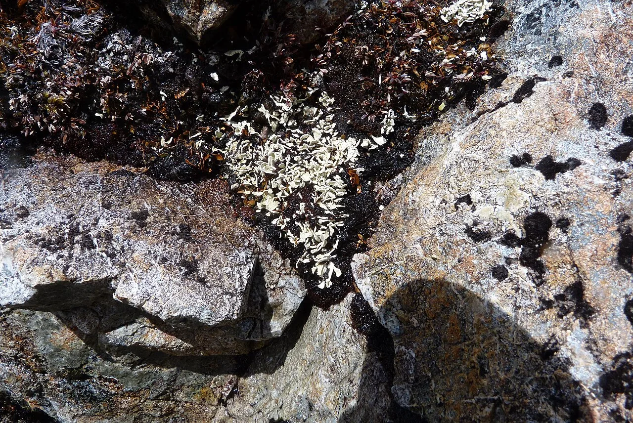 Siphula dissoluta (Siphula dissoluta) — photo mycologique