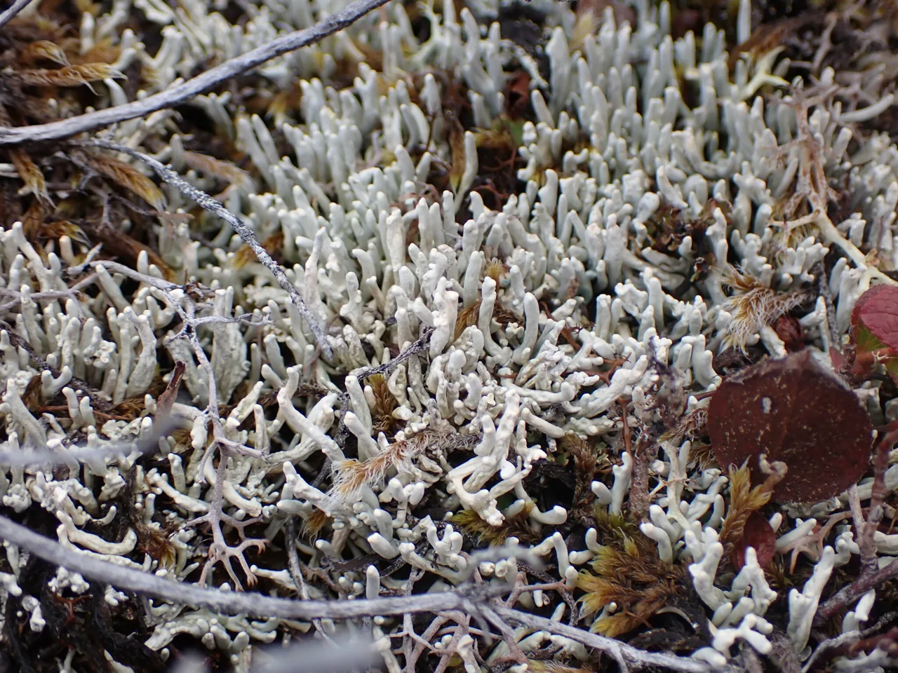 Siphula ramalinoides (Siphula ramalinoides) — photo mycologique