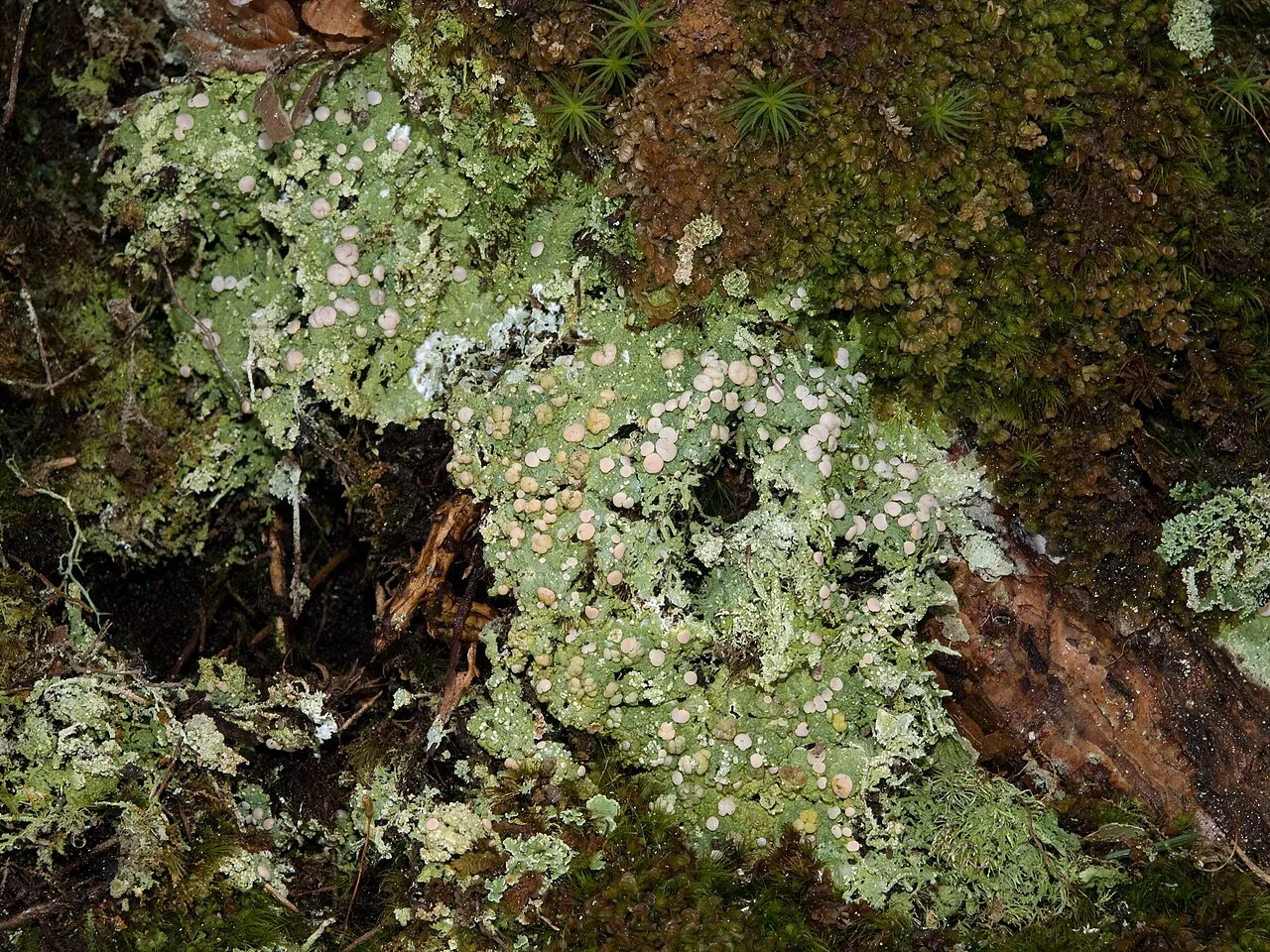 Siphulopsis queenslandica (Siphulopsis queenslandica) — photo mycologique