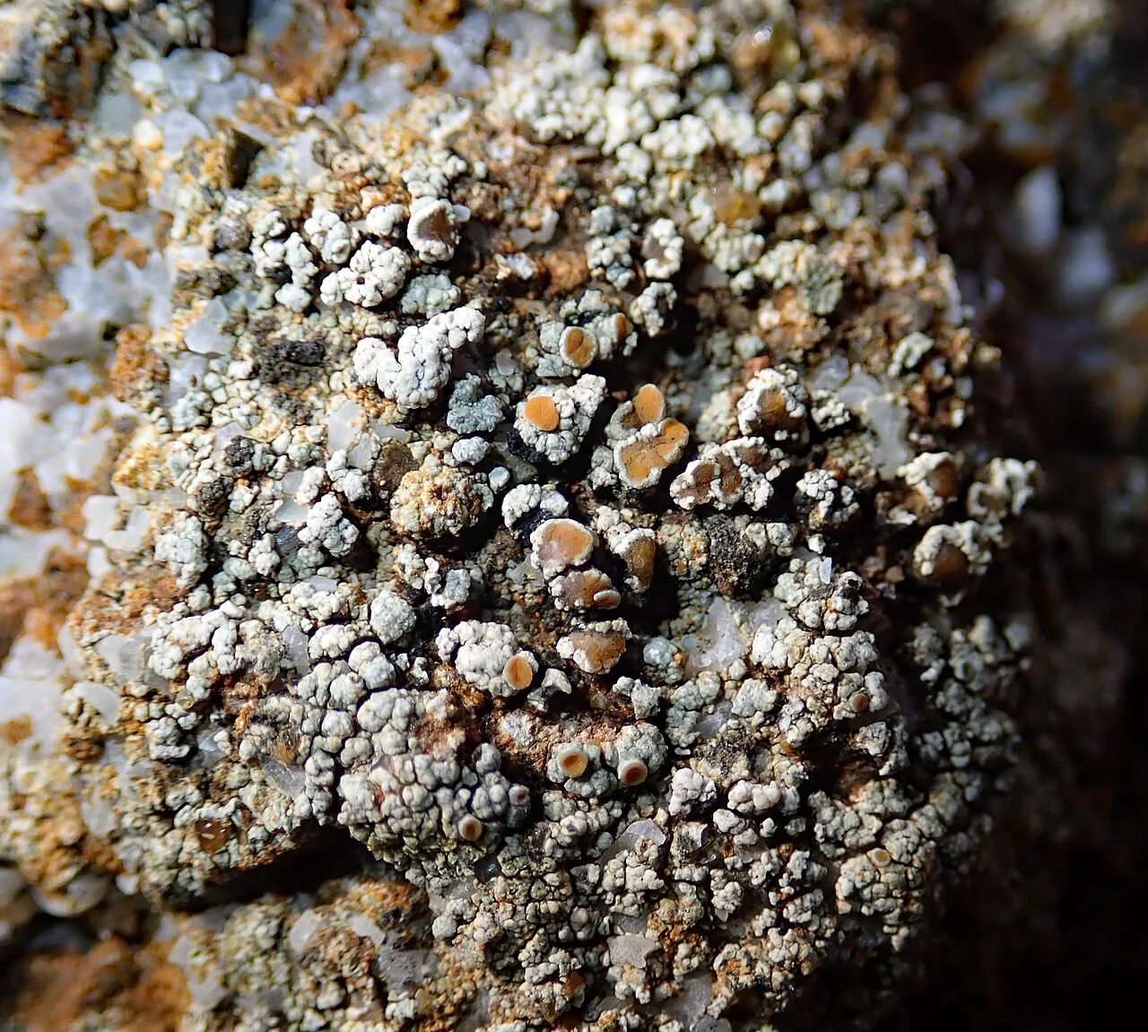 Sirenophila gintarasii (Sirenophila gintarasii) — photo mycologique