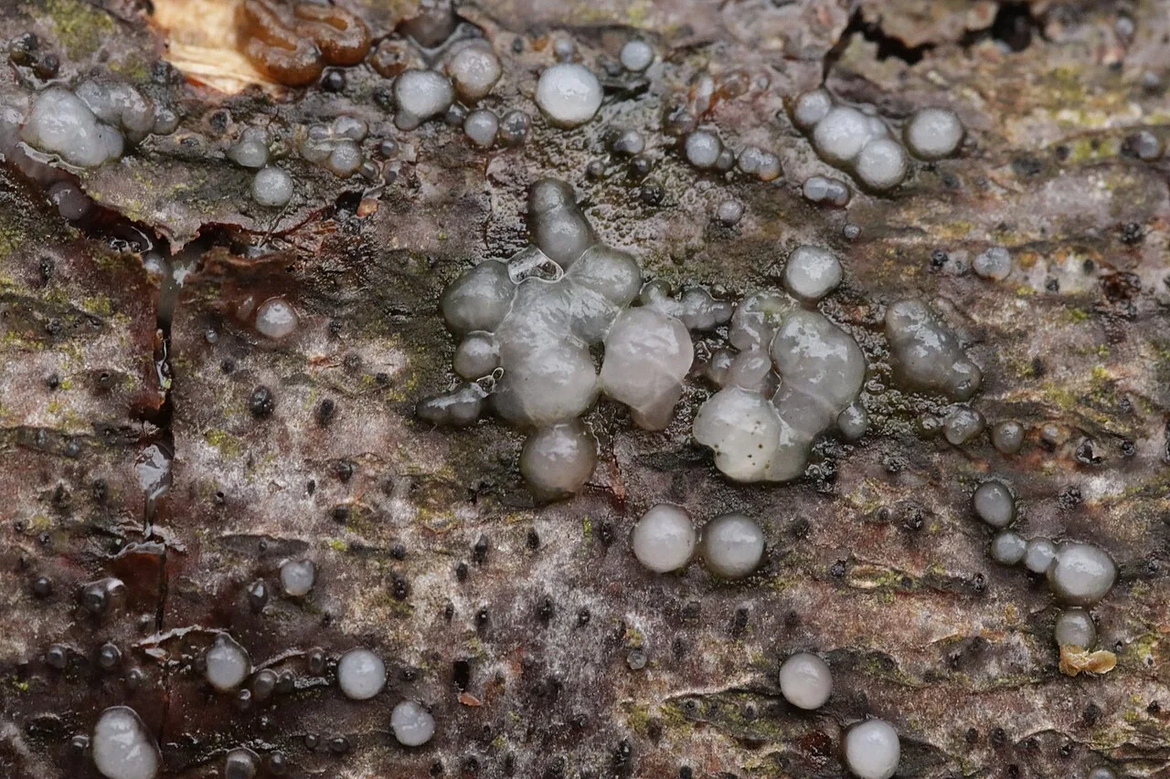 Sirobasidium brefeldianum (Sirobasidium brefeldianum) — photo mycologique