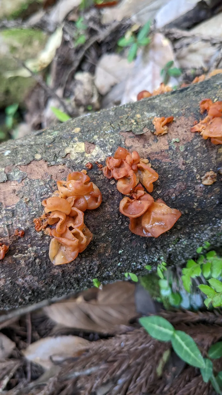 Sirobasidium magnum (Sirobasidium magnum) — photo mycologique