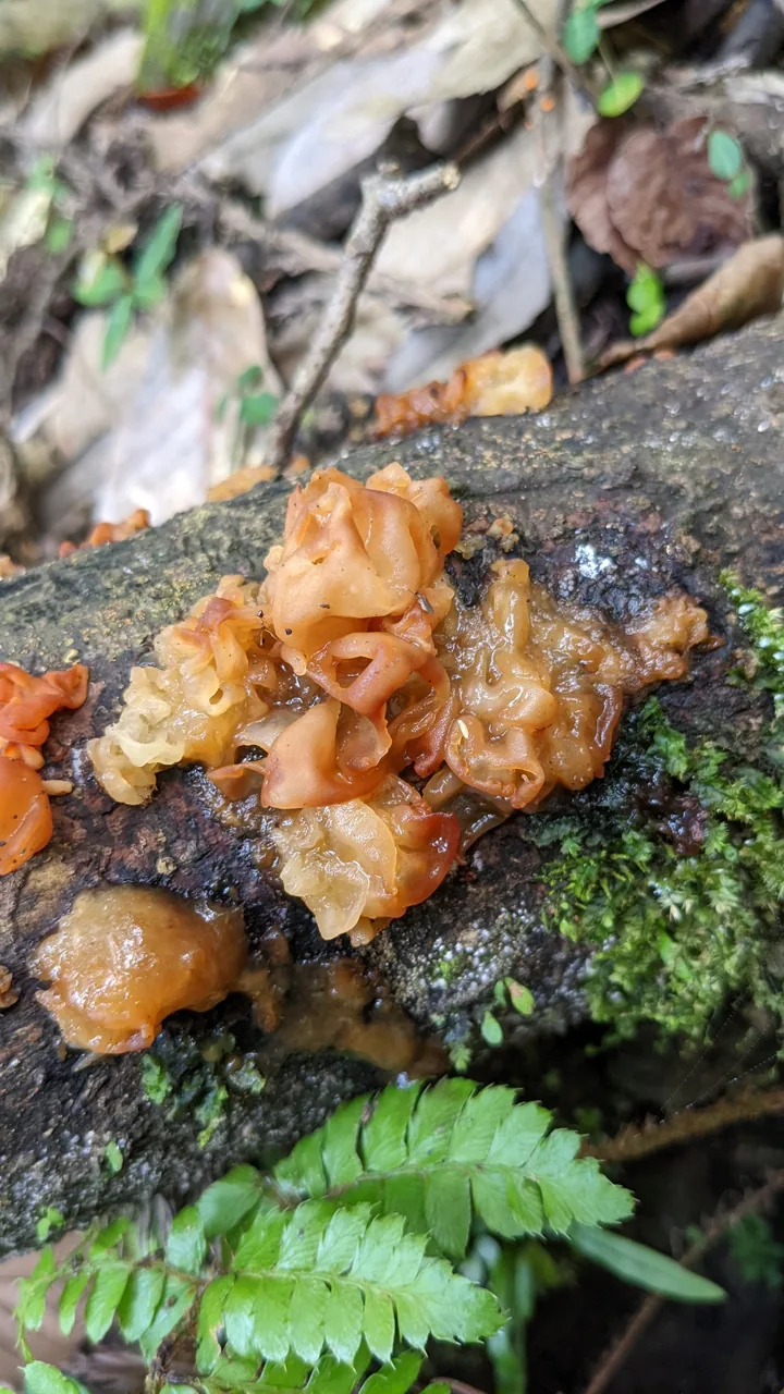 Sirobasidium sanguineum (Sirobasidium sanguineum) — photo mycologique