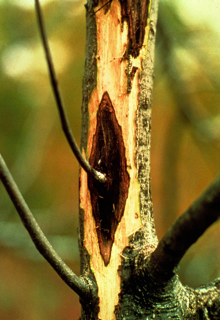 Sirococcus tsugae (Sirococcus tsugae) — photo mycologique