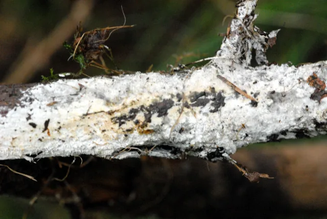 Sistotrema brinkmannii (Sistotrema brinkmannii) — photo mycologique