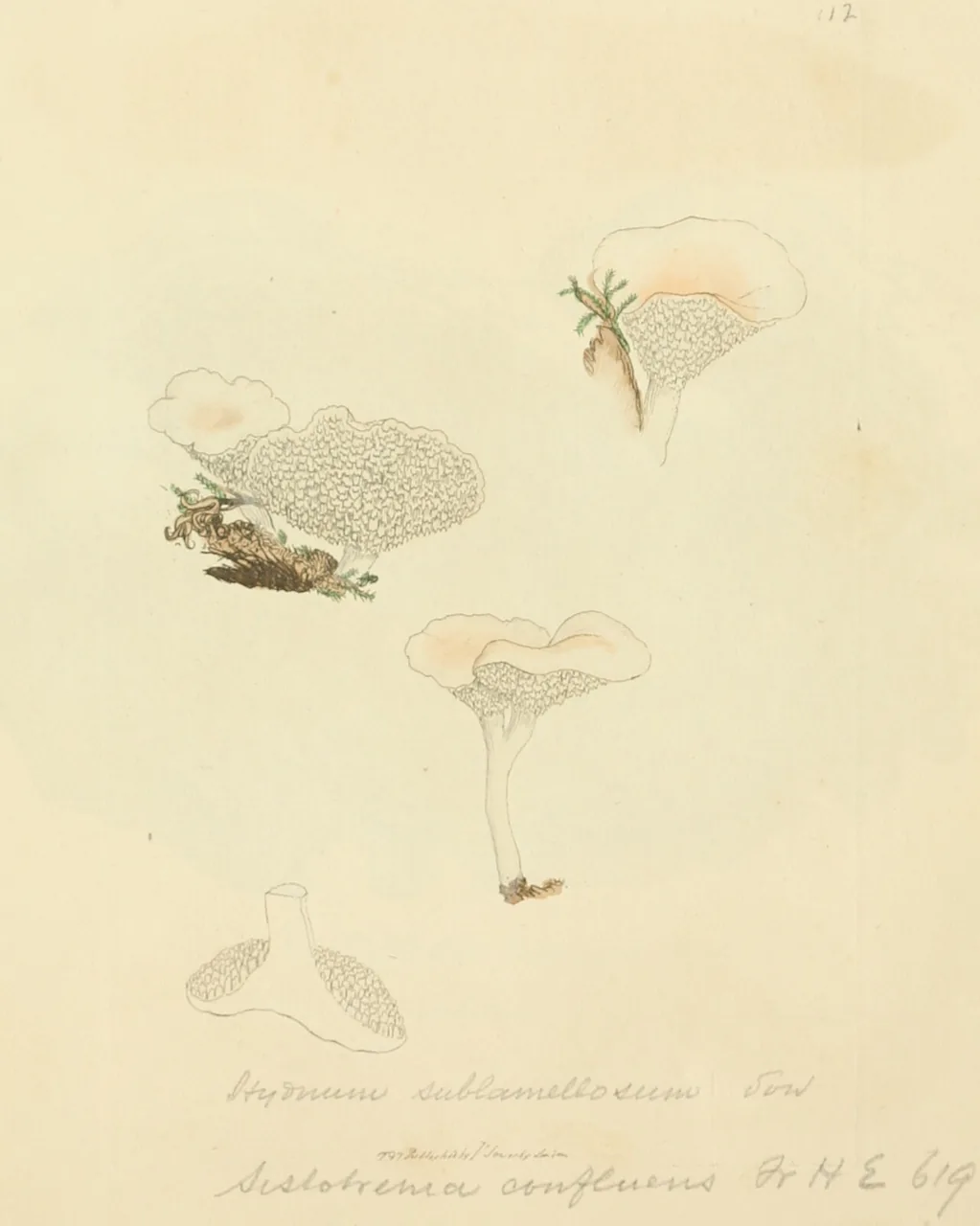 Sistotrema confluens (Sistotrema confluens) — photo mycologique