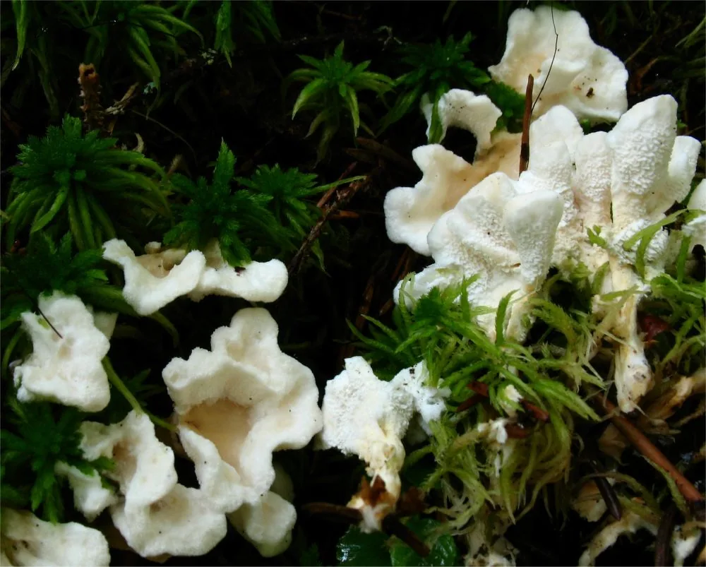 Sistotrema oblongisporum (Sistotrema oblongisporum) — photo mycologique