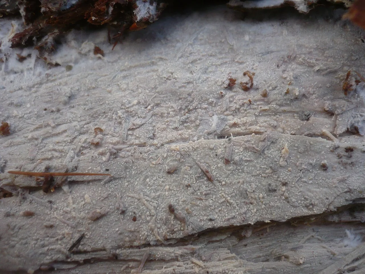 Sistotremastrum aculeatum (Sistotremastrum aculeatum) — photo mycologique