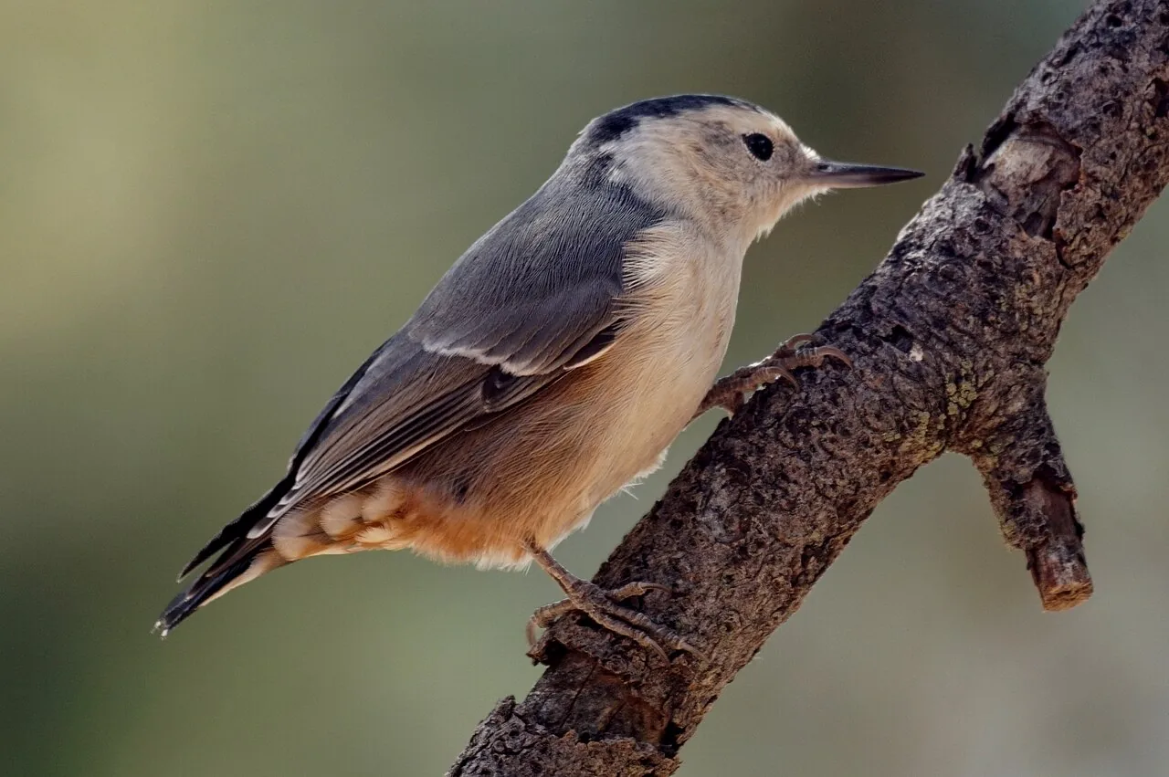 Sittelle à poitrine blanche (Sitta carolinensis) — photo vertébré