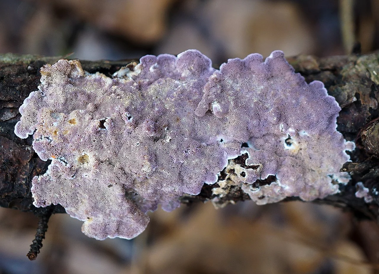 Skeletocutis lilacina (Skeletocutis lilacina) — photo mycologique