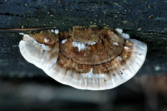 Skeletocutis polyporicola (Skeletocutis polyporicola) — photo mycologique