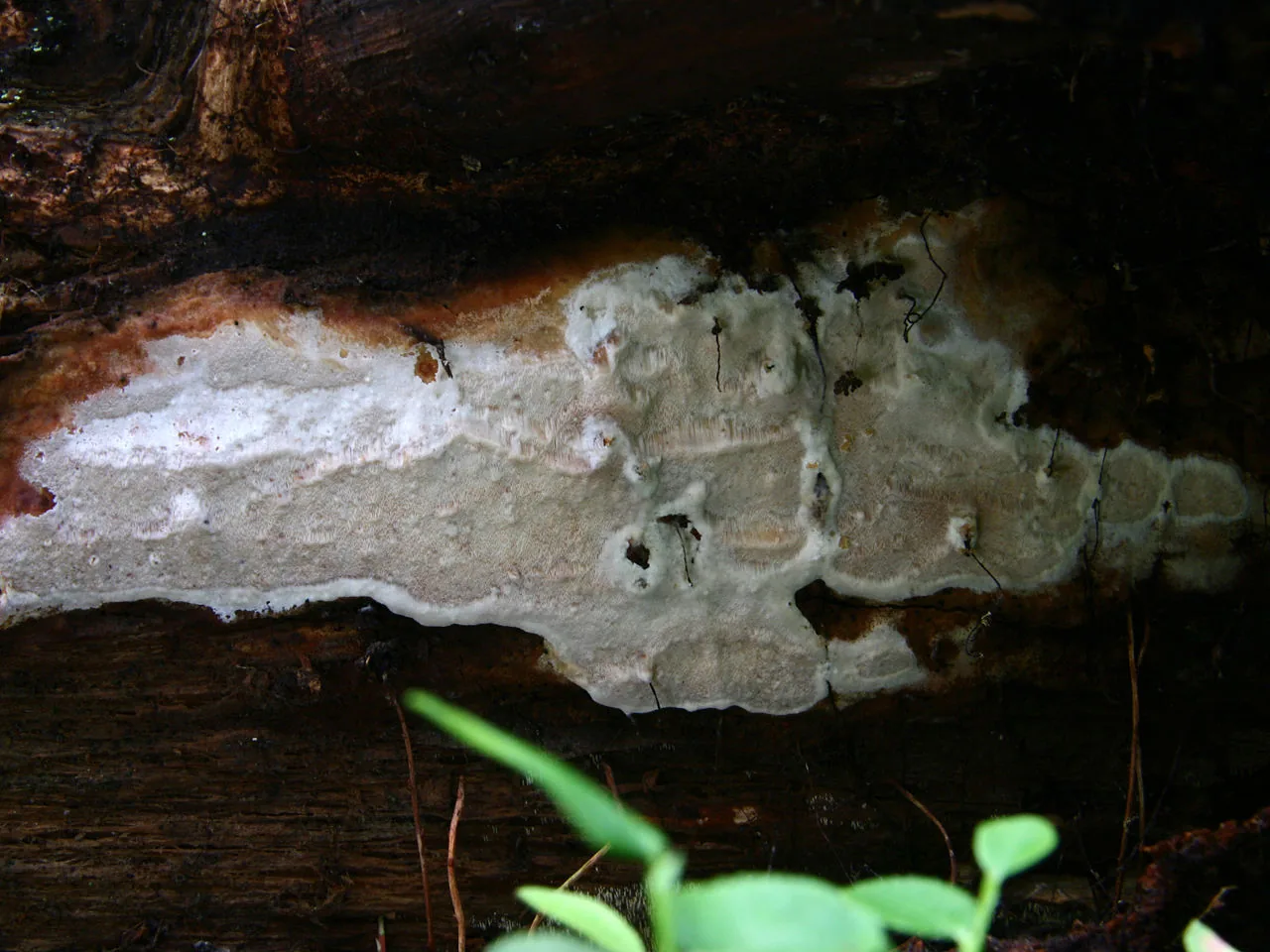 Skeletocutis stellae (Skeletocutis stellae) — photo mycologique