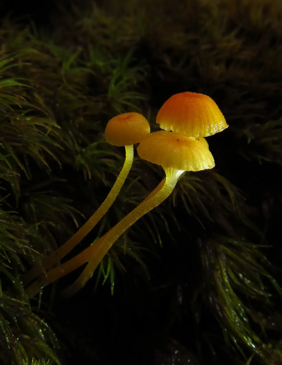 Skvortzovia pinicola (Skvortzovia pinicola) — photo mycologique