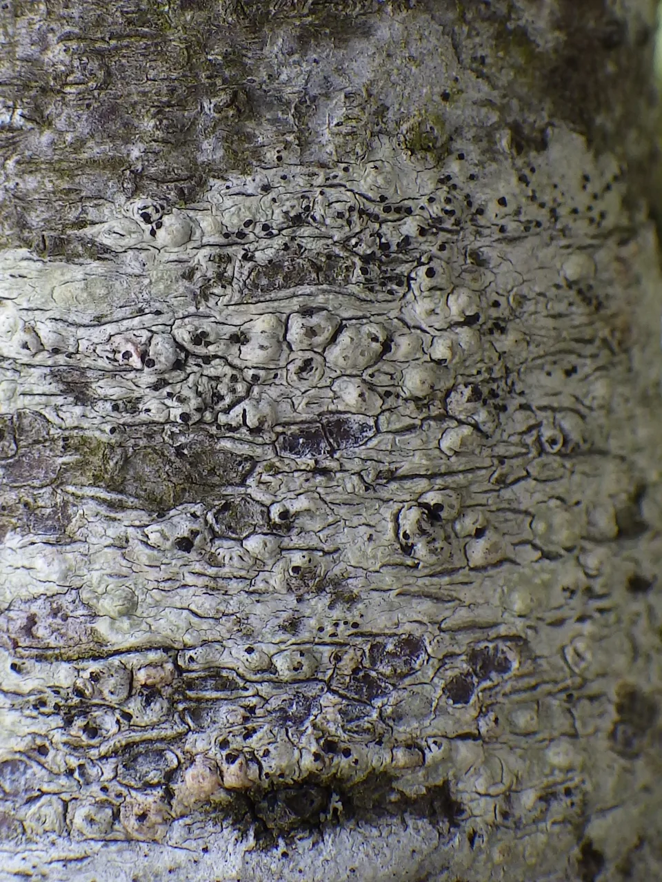 Skyttea fusispora (Skyttea fusispora) — photo mycologique