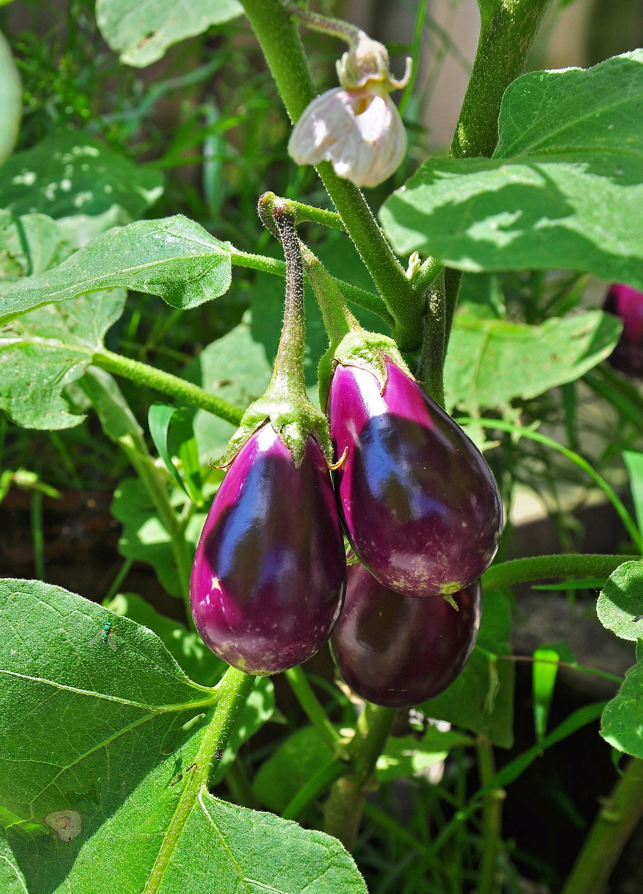 Aubergine (Solanum melongena) — photo botanique